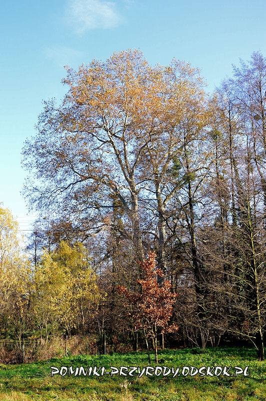 Szydłowiec Śląski - pomnikowy platan klonolistny o obwodzie 596 cm