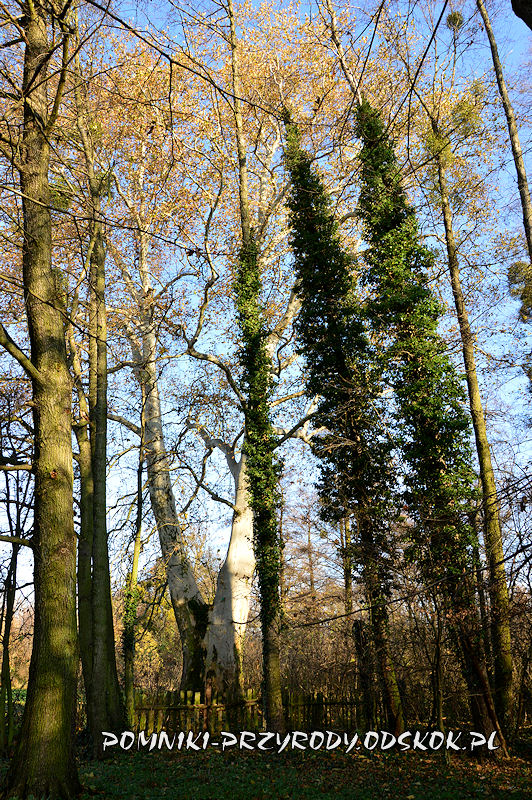 Szydłowiec Śląski - pomnikowy platan o obwodzie 596 cm