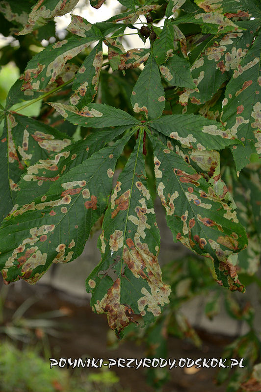 liście kasztanowca porażone szrotówkiem