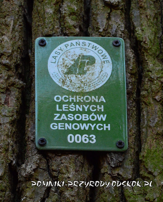 tabliczka - Ochrona Leśnych Zasobów Genowych nr 0063