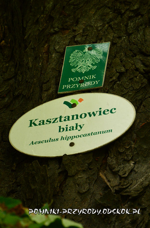 tabliczki na kasztanowcu w Lubiechowie