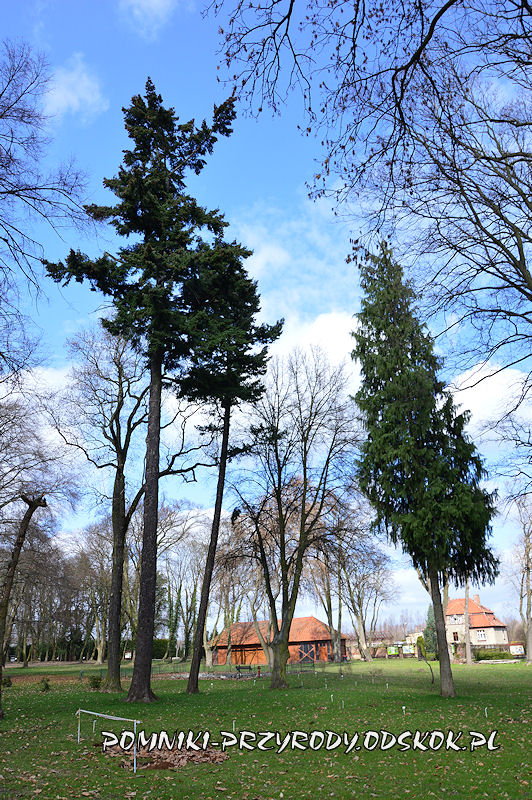 park w Dalkowie - daglezja zielona i cyprysik nutkajski