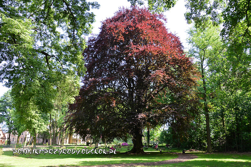 park w Dalkowie - pomnikowy buk w odmianie czerwonolistnej