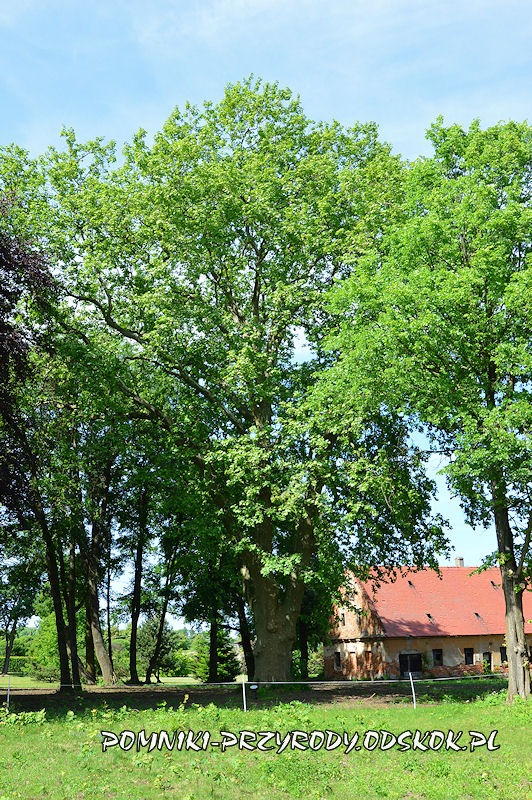 park w Dalkowie - pomnikowy platan latem