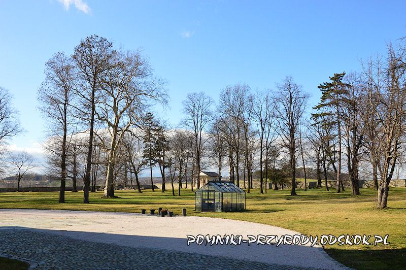park przy pałacu w Żelazowie (gm. Strzegom)