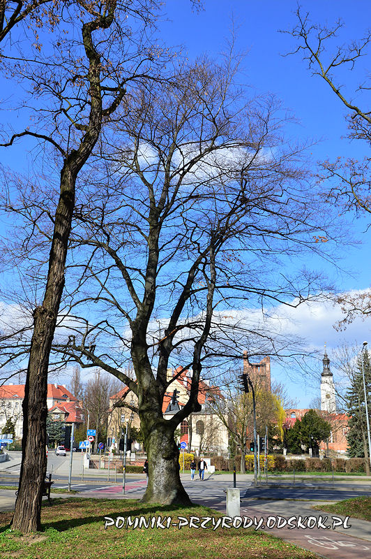Park Leśny w Głogowie - pomnikowy buk zimą