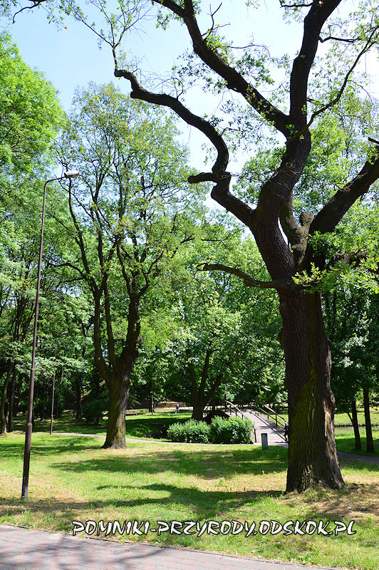Park nad Strumykiem w Głogowie - pomnikowe dęby Kacper i Maciej