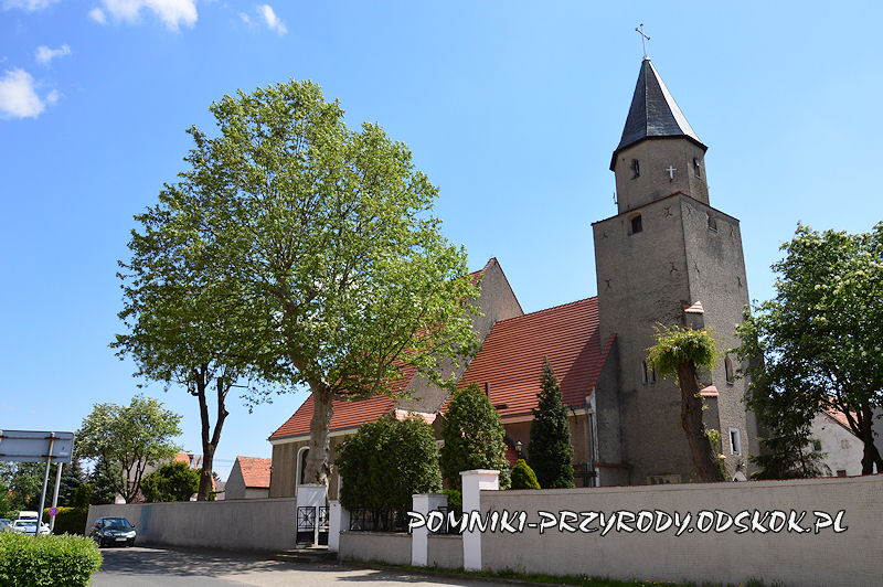 pomnikowy platan na terenie kościoła w Kunicach