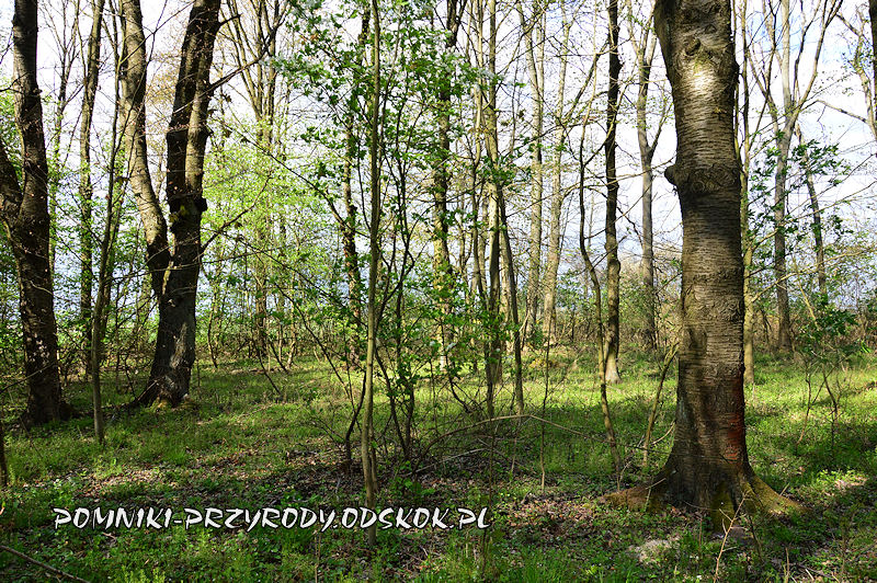 Polkowskie - skraj lasu z egzemplarzami dzikiej czereśni