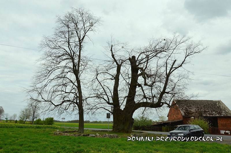 Proślice - pomnikowa lipa widziana od strony pola