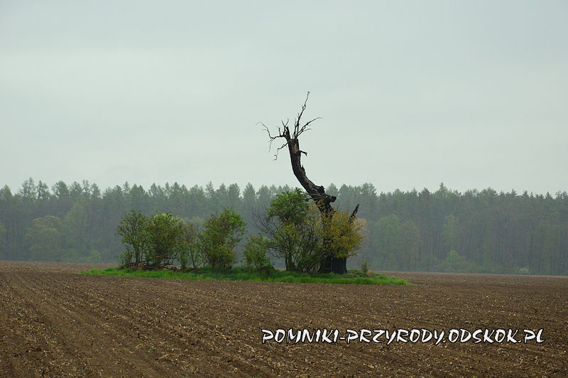 Gręboszów - pomnikowy dąb na środku pola uprawnego
