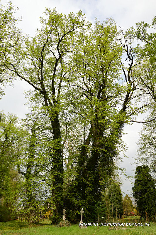 para pomnikowych drzew na cmentarzu w Gręboszowie