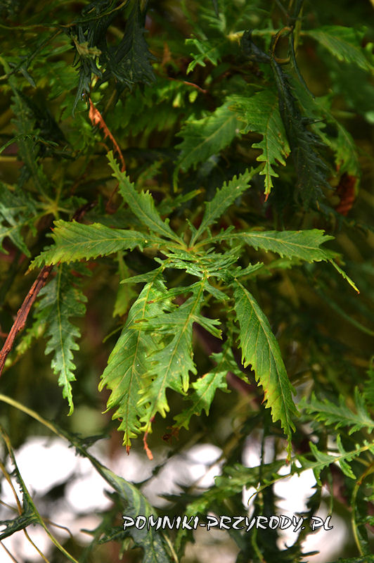 liście kasztanowca w odmianie strzępolistnej