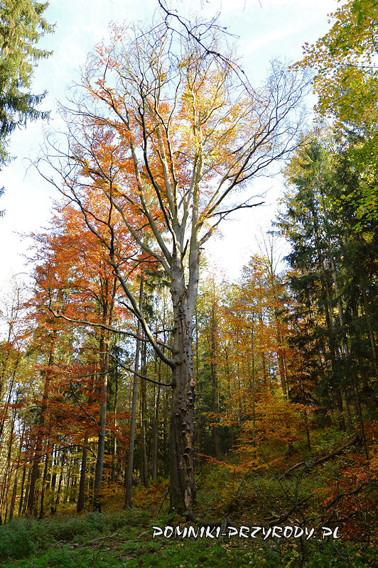 pomnikowy buk pospolity rosnący na terenie leśnym w pobliżu Chełmca
