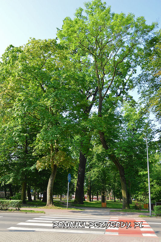 Park Książąt Oleśnickich - pomnikowy dąb I