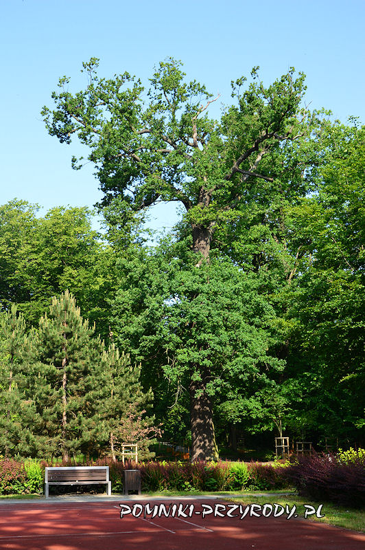Park Książąt Oleśnickich - pomnikowy dąb II