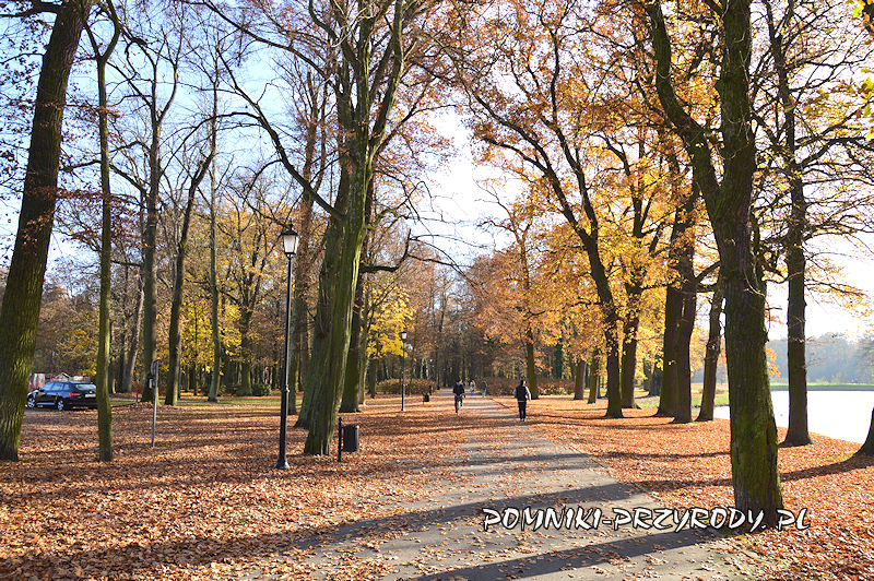 Park Miejski w Sycowie - aleja biegnąca wzdłuż stawu