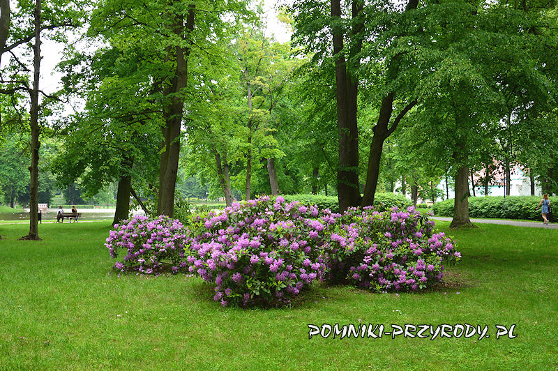 Park Miejski w Sycowie - kwitnące rododendrony