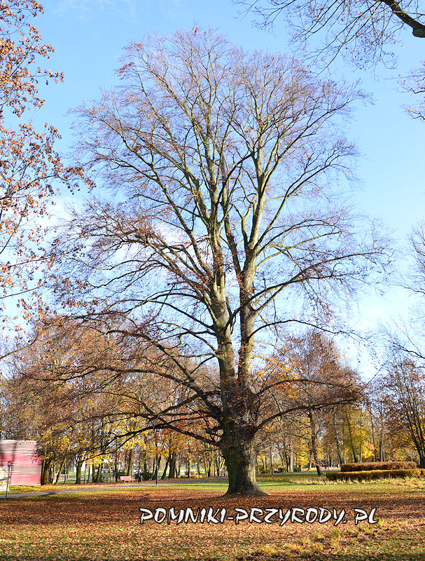 Park Miejski w Sycowie - pomnikowy buk jesienią