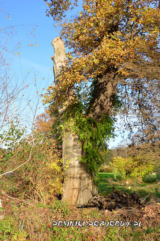 pień pomnikowego dębu rosnącego w ogrodzie posesji Leśna 1a w Sycowie