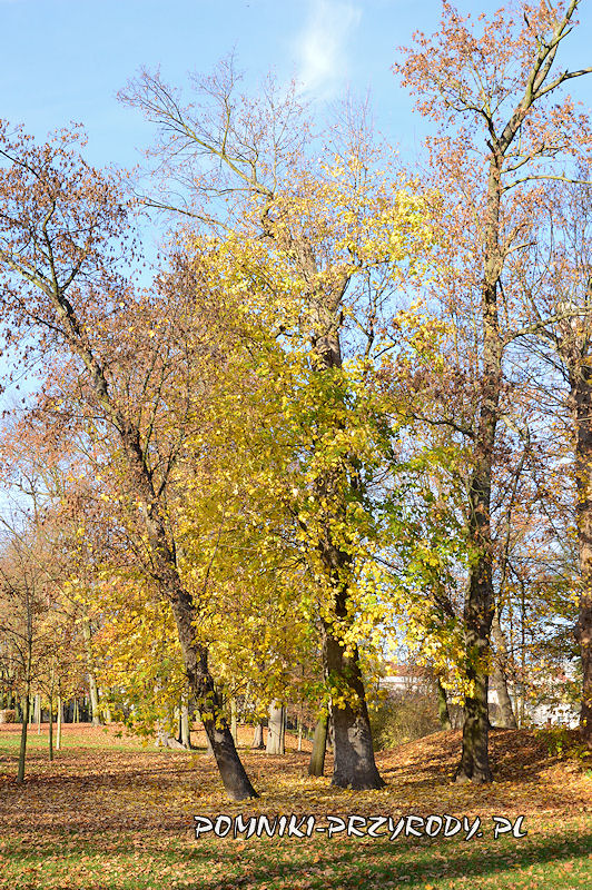 pomnikowy klon jawor z Parku Miejskiego w Sycowie