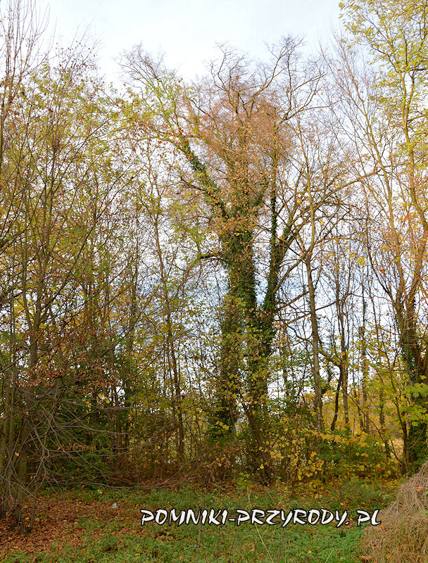park w Stradomii Wierzchniej - lipa porośnięta bluszczem
