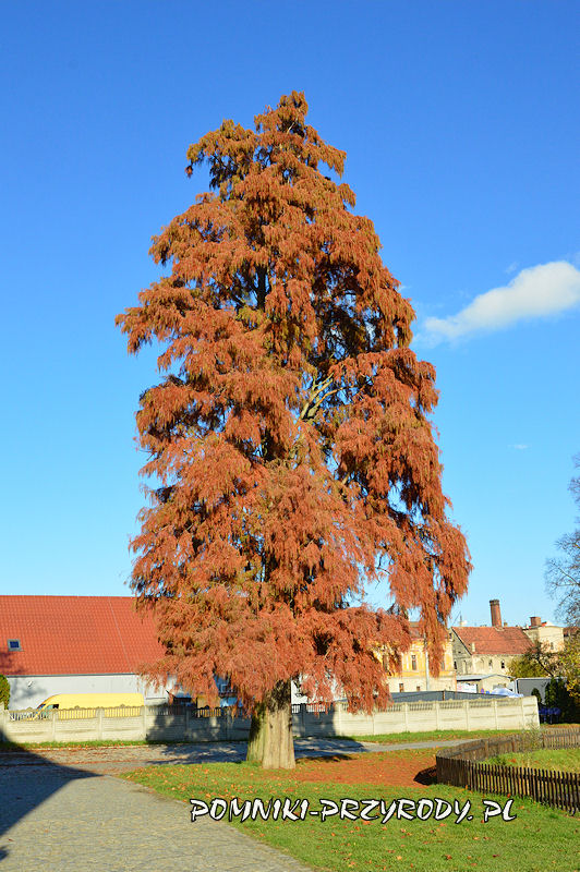 Gaworzyce - pomnikowy cypryśnik jesienią
