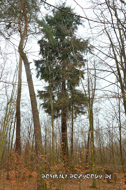 Stradomia Wierzchnia - pomnikowa daglezja zielona