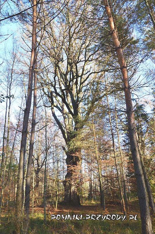 las k. Drołtowic - pomnikowy dąb nr 2.