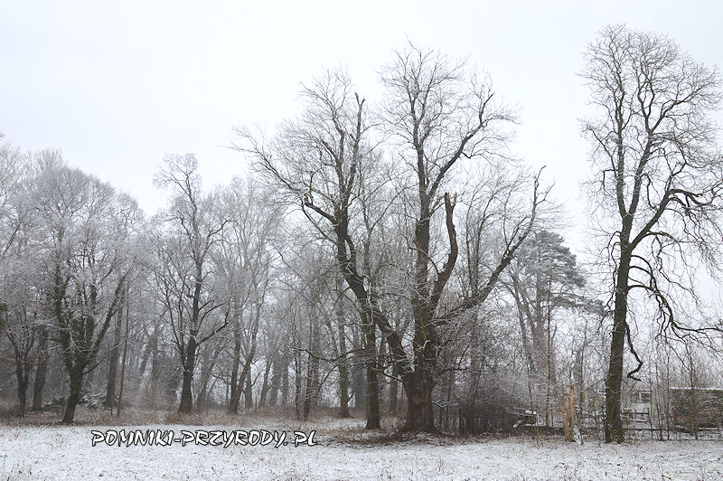 park w Prusach - pomnikowy jesion zimą