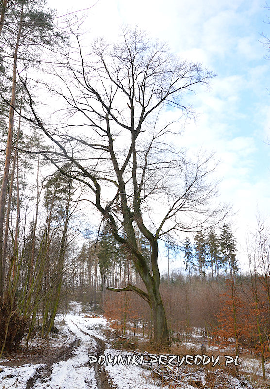 pomnikowy dąb rosnący w pobliżu wsi Nieszkowice