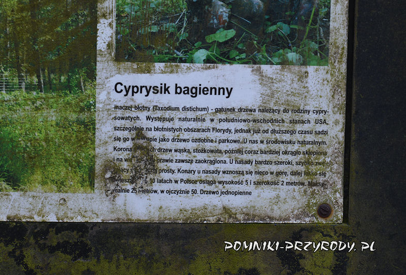 Godzieszowa - fragment tablicy przy pomnikowym cypryśniku