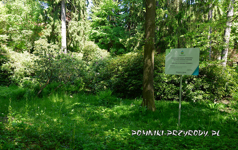 oznakowane tablicą pomnikowe skupisko różaneczników w Polanicy-Zdroju