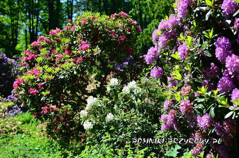 rododendrony z Polanicy-Zdroju
