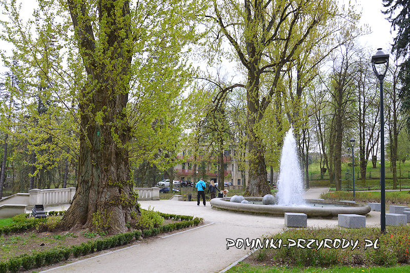 Park Szachowy - pnie pomnikowych topól