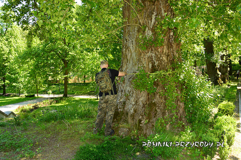 Park Szachowy - pomiar obwodu pomnikowej topoli