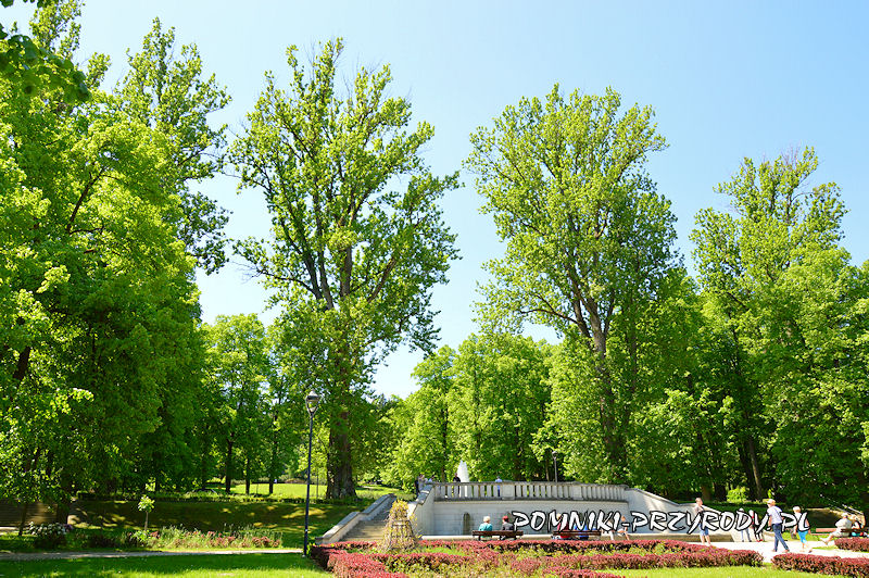 Park Szachowy - pomnikowe topole latem