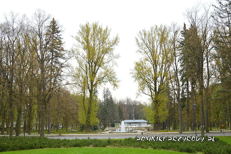 Park Szachowy - pomnikowe topole wiosną