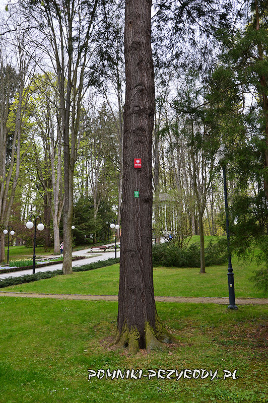 Park Zdrojowy w Polanicy - pień pomnikowej choiny kanadyjskiej