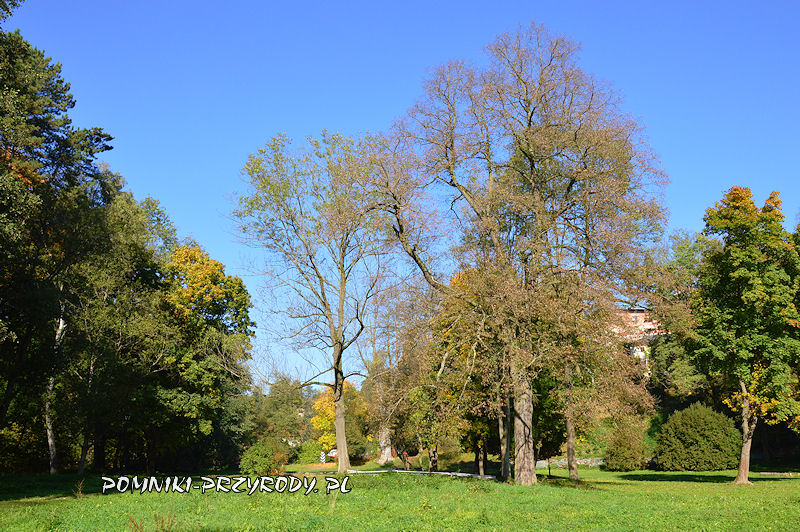park przy zamku w Korzkwi - pomnikowa lipa i jesion II
