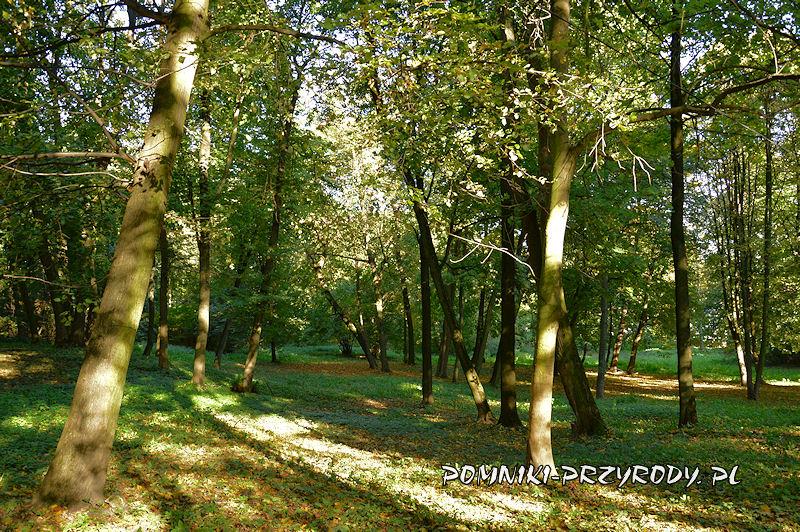  Leśna część parku w Pilicy