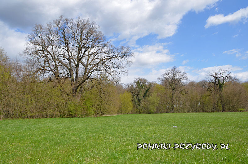 Park w Piotrkowicach - polana z pomnikowymi dębami