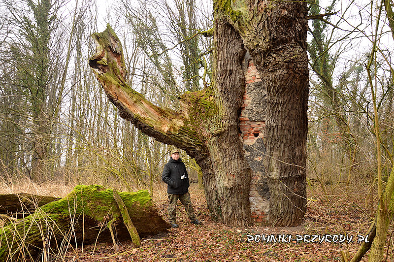 park w Piotrkowicach - pień dębu o obwodzie 787 cm