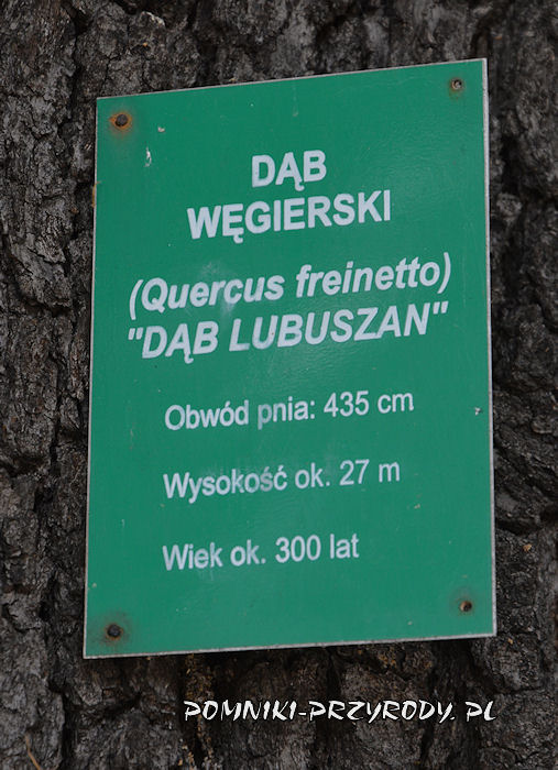 Zielona Góra - tabliczka na pomnikowym dębie węgierskim