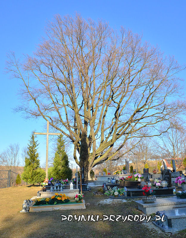 Modliszów - pomnikowy dąb od strony cmentarza zimą