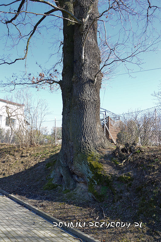 Sulisławice - pień pomnikowego dębu o obwodzie 472 cm