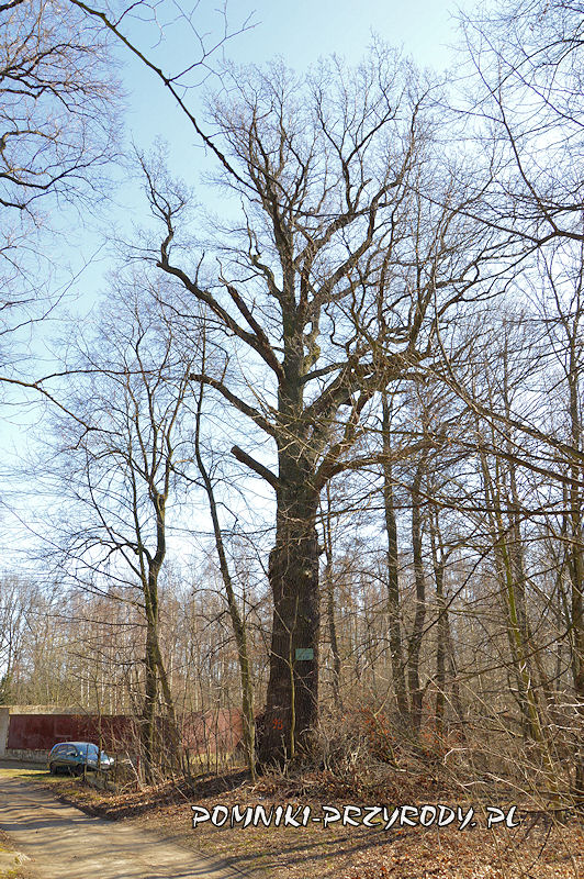 Sulisławice - pomnikowy dąb o obwodzie 494 cm