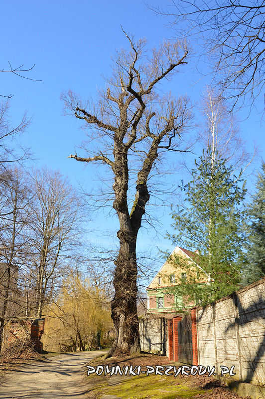 Sulisławice - pomnikowy wiąz o obwodzie 430 cm