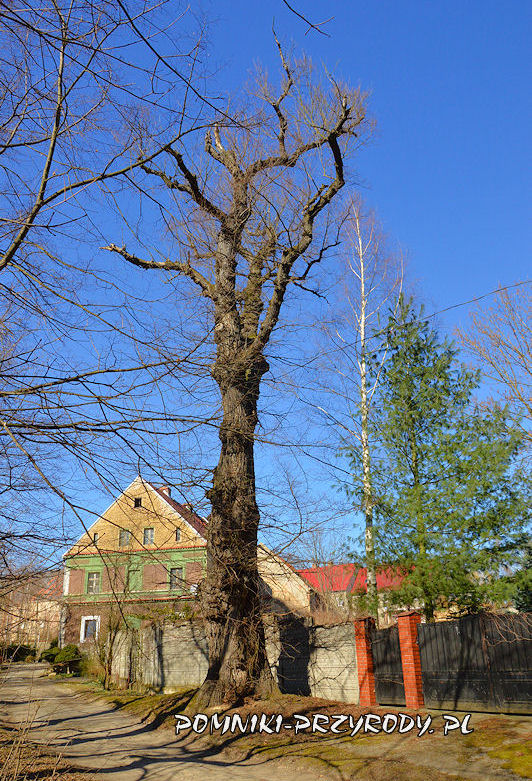 Sulisławice - pomnikowy wiąz szypułkowy o obwodzie 430 cm