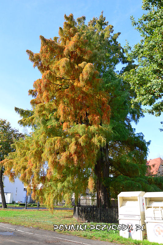Sulechów - pomnikowy cypryśnik jesienią